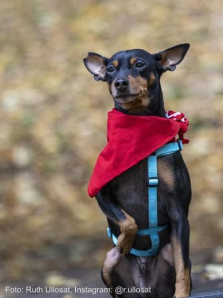 Toby13 sucht ein Zuhause