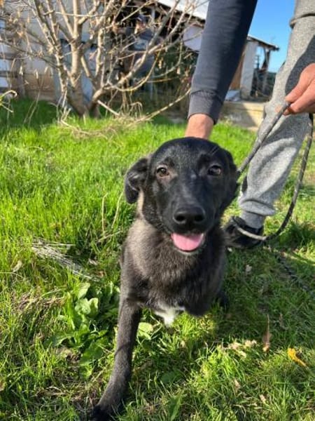 Pax sucht seine Familie