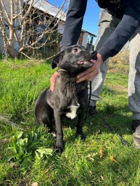 Pax sucht seine Familie