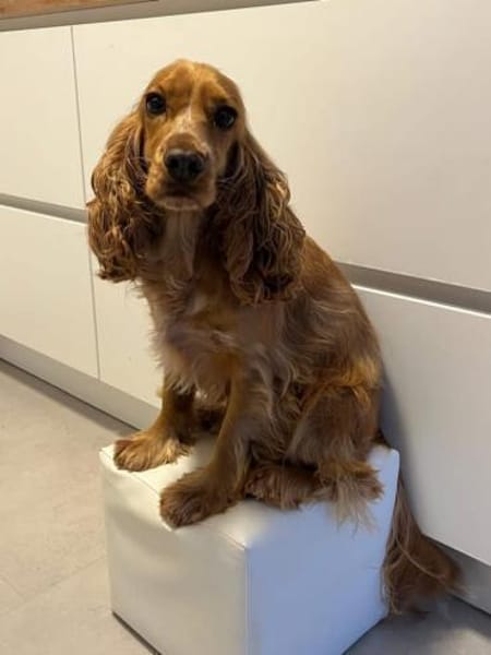 OTTO benötigt Sicherheit 🆘🆘🆘