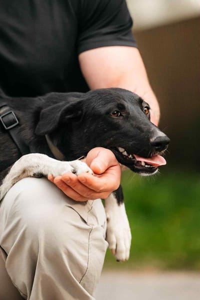 Wunderbare Stella sucht ihre Menschen