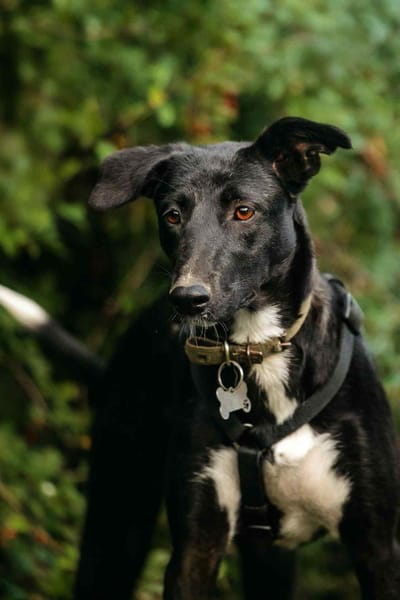 Wunderbare Stella sucht ihre Menschen