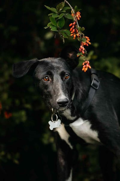 Wunderbare Stella sucht ihre Menschen