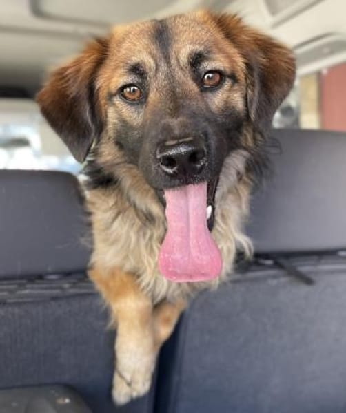 Strolch, geb. ca. 04/2024, 71272 Renning