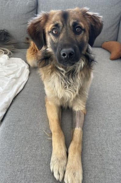 Strolch, geb. ca. 04/2024, 71272 Renning