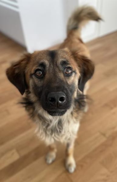 Strolch, geb. ca. 04/2024, 71272 Renning