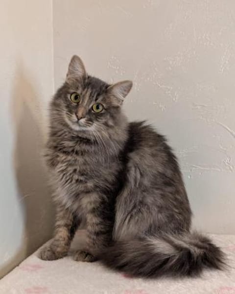 Sonya: Das perfekte Samtpfötchen