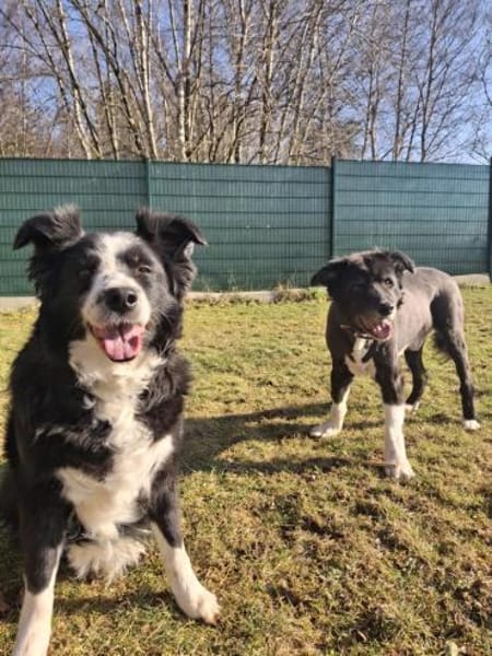 BILLI&GRACE - fit, gepflegt, gut erzogen