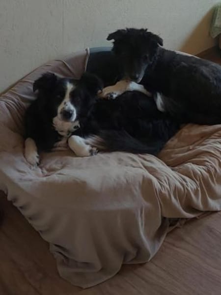 BILLI&GRACE - fit, gepflegt, gut erzogen