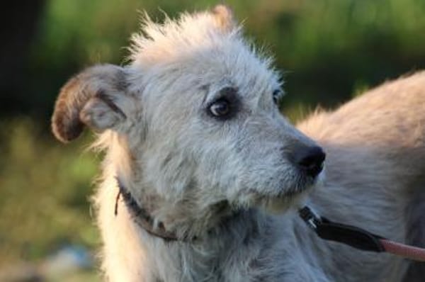 Jeky - verschmuster Wuschelrüde