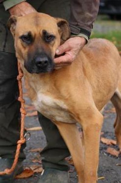 Leela - kinderlieb u. verspielt