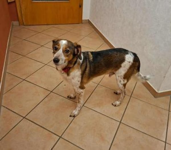 Manju - ein eher ruhiger Hund