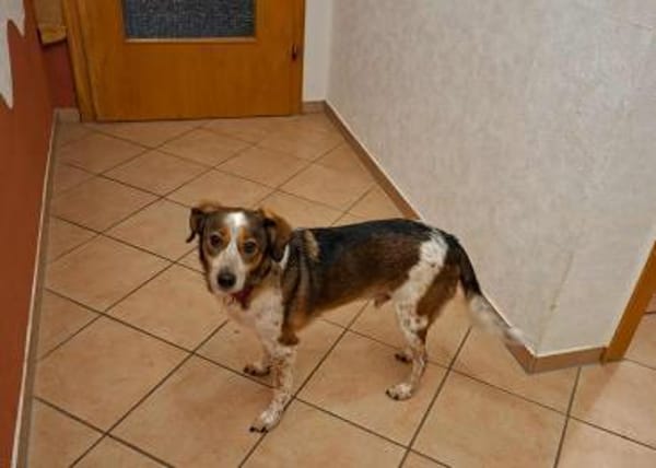 Manju - ein eher ruhiger Hund