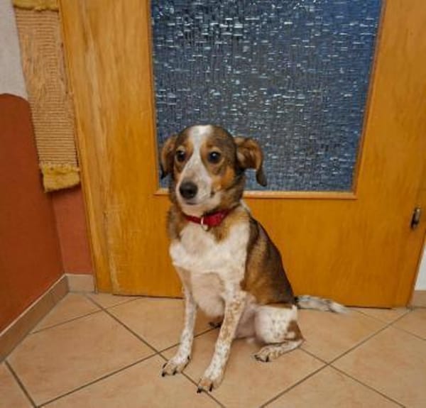 Manju - ein eher ruhiger Hund