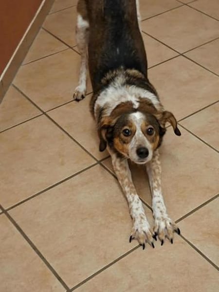 Manju - ein eher ruhiger Hund