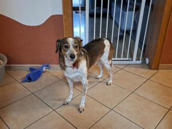 Manju - ein eher ruhiger Hund