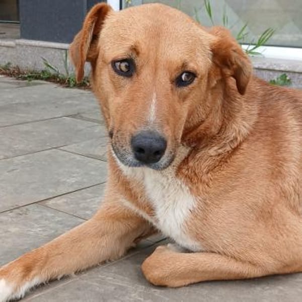 Cookie - ein Seelchen zum Verlieben