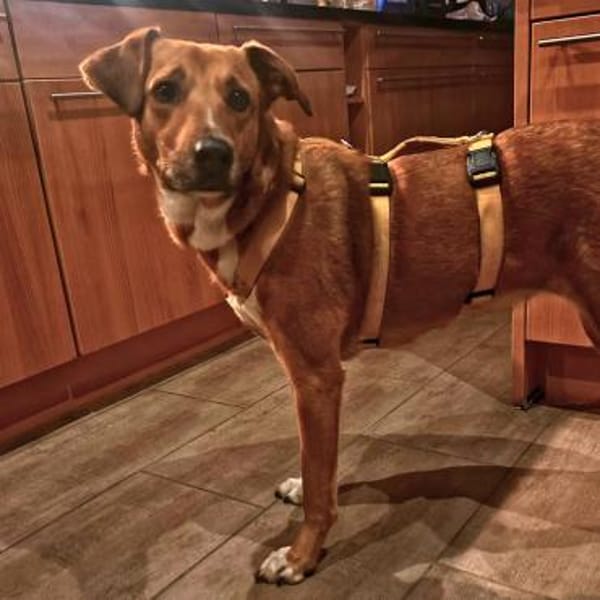 Cookie - ein Seelchen zum Verlieben