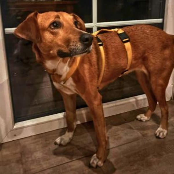 Cookie - ein Seelchen zum Verlieben