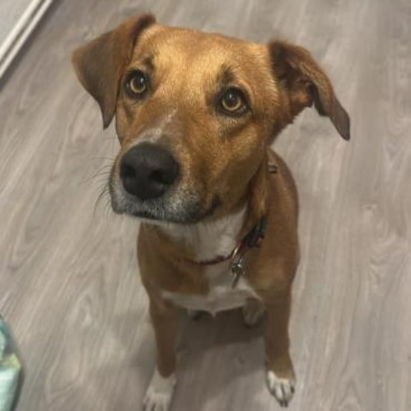 Cookie - ein Seelchen zum Verlieben