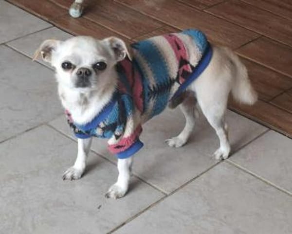 Loki, Minihund sucht neues Zuhause