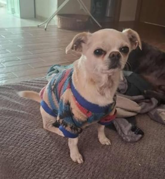 Loki, Minihund sucht neues Zuhause