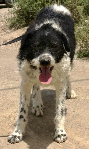 Seymur, sanft, freundlich, lernwillig