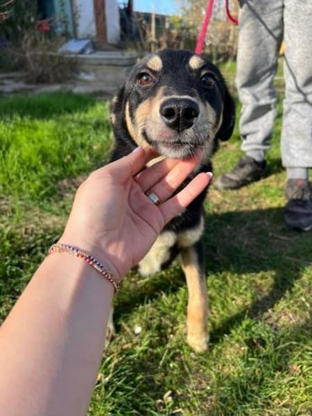 Laika - wunderschöne Hündin