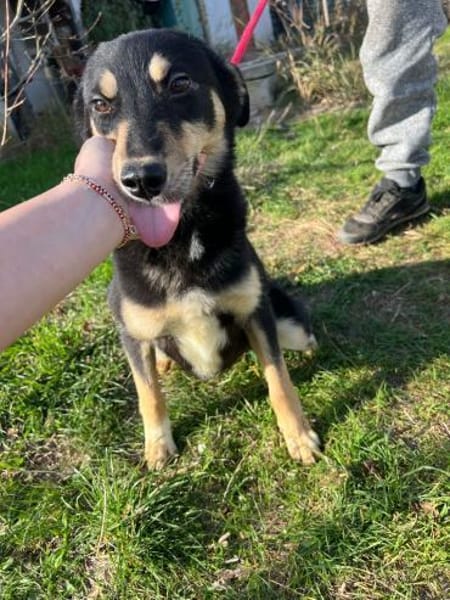 Laika - wunderschöne Hündin