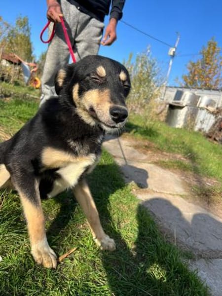 Laika - wunderschöne Hündin