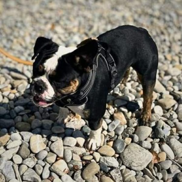 Olaf - ist freundlich&offen