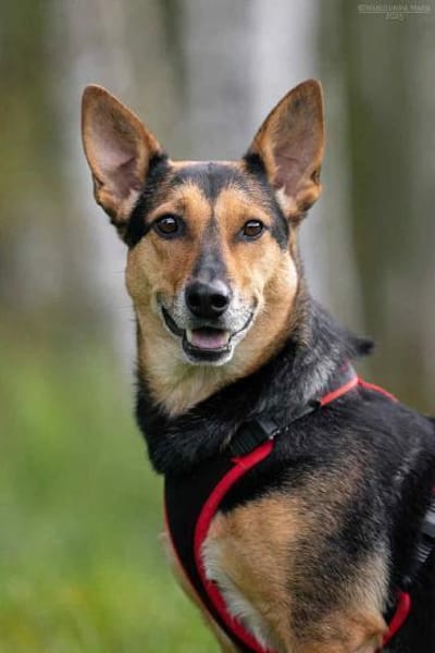 Verschmuste Ria sucht perfektes Zuhause