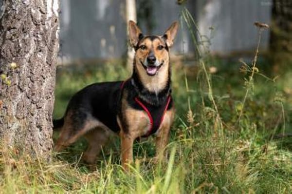 Verschmuste Ria sucht perfektes Zuhause