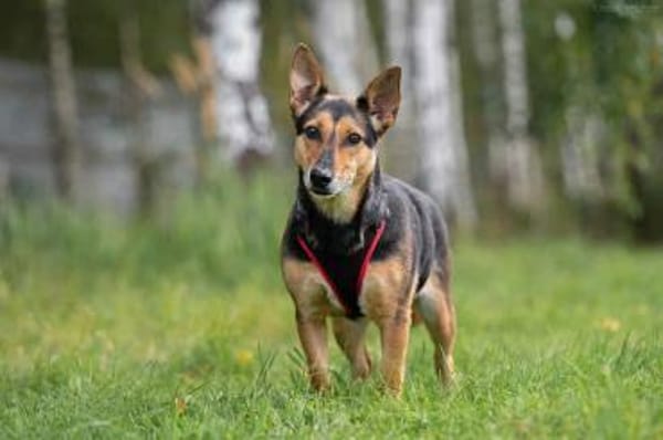 Verschmuste Ria sucht perfektes Zuhause