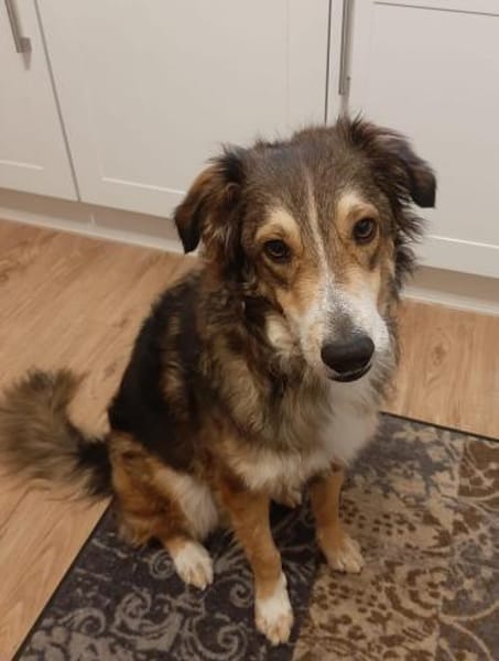 Verschmuster Vanya sucht seine Familie