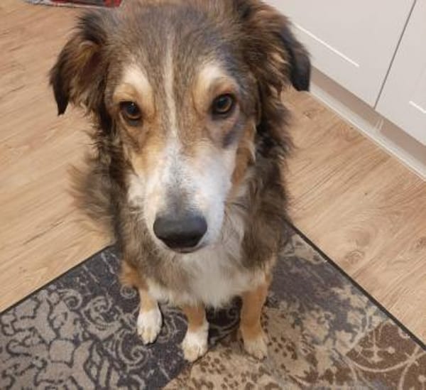 Verschmuster Vanya sucht seine Familie