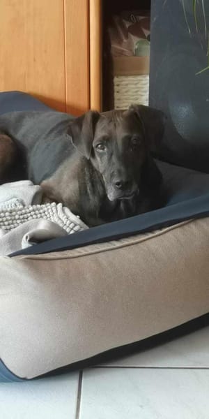 Notfall Nessi sucht ganz viel Liebe !