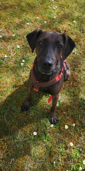 Notfall Nessi sucht ganz viel Liebe !