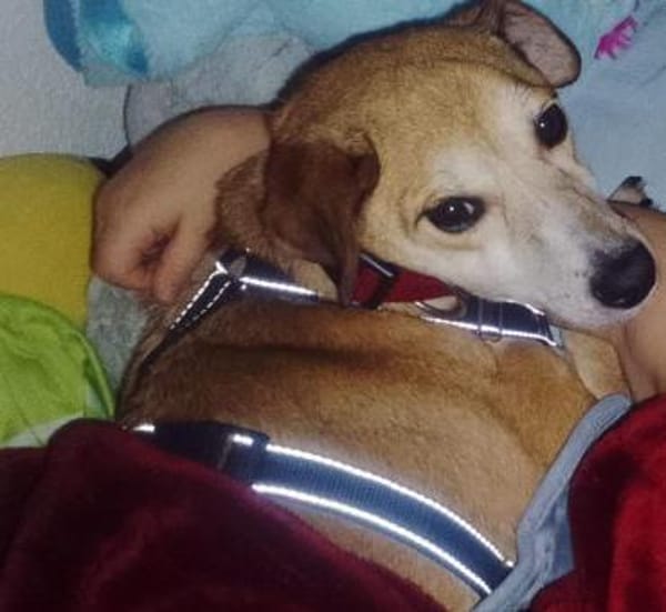 Zauberhafter Sonnenschein  Molly