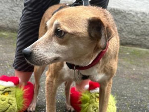 Zauberhafter Sonnenschein  Molly