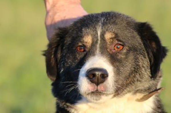 Tayto - zutraulich u. unkompliziert