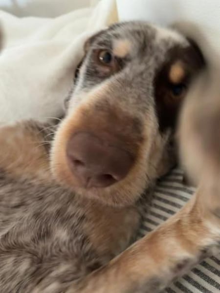 Barney sucht seine eigene Familie