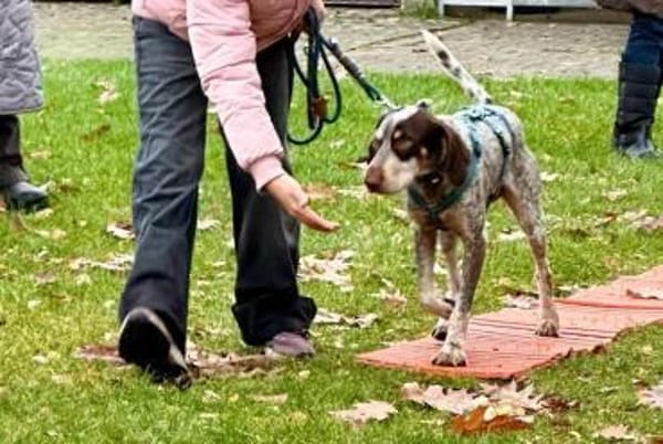 Barney sucht seine eigene Familie