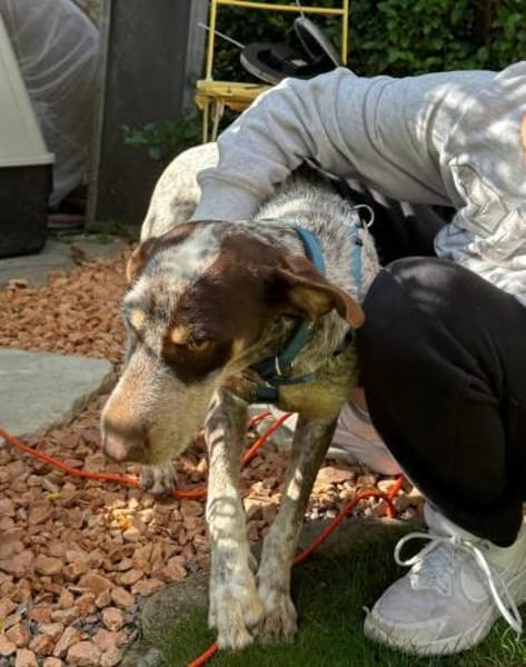 Barney sucht seine eigene Familie