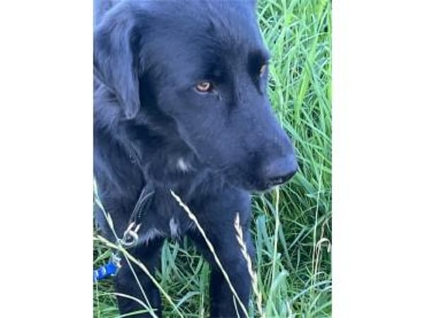 Amor - wartet in 91083 Baiersdorf