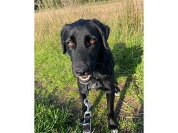 Amor - wartet in 91083 Baiersdorf