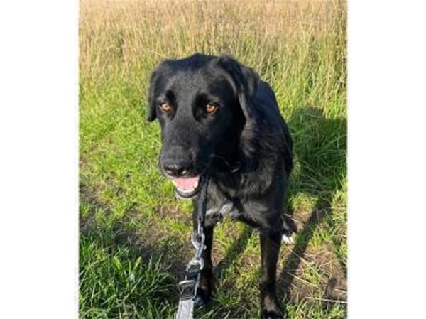 Amor - wartet in 91083 Baiersdorf