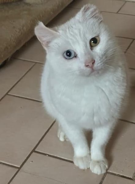 Zarte Amalia aus dem Tierschutz