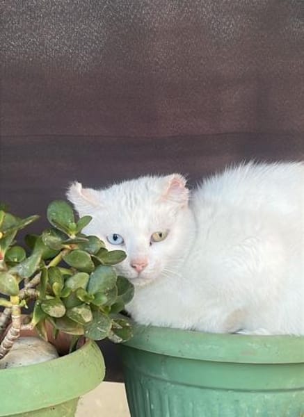 Zarte Amalia aus dem Tierschutz