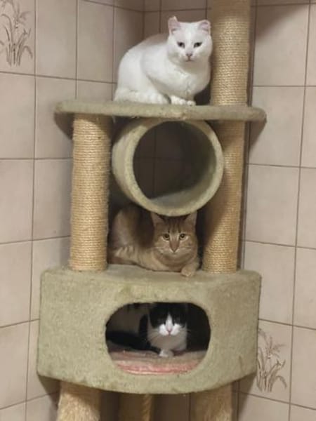 Zarte Amalia aus dem Tierschutz